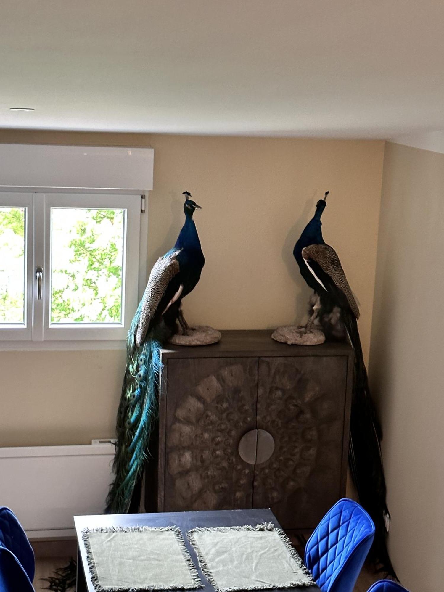 Apartamento L'Opale - Le Jungle Les Attaques Habitación foto